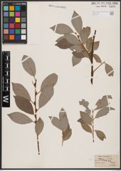 Foto von Salix caprea L. x Salix daphnoides Vill.